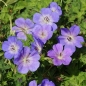 Preview: Geranium Hybride 'Rozanne' ® - blauer Storchschnabel 'Rozanne' ®